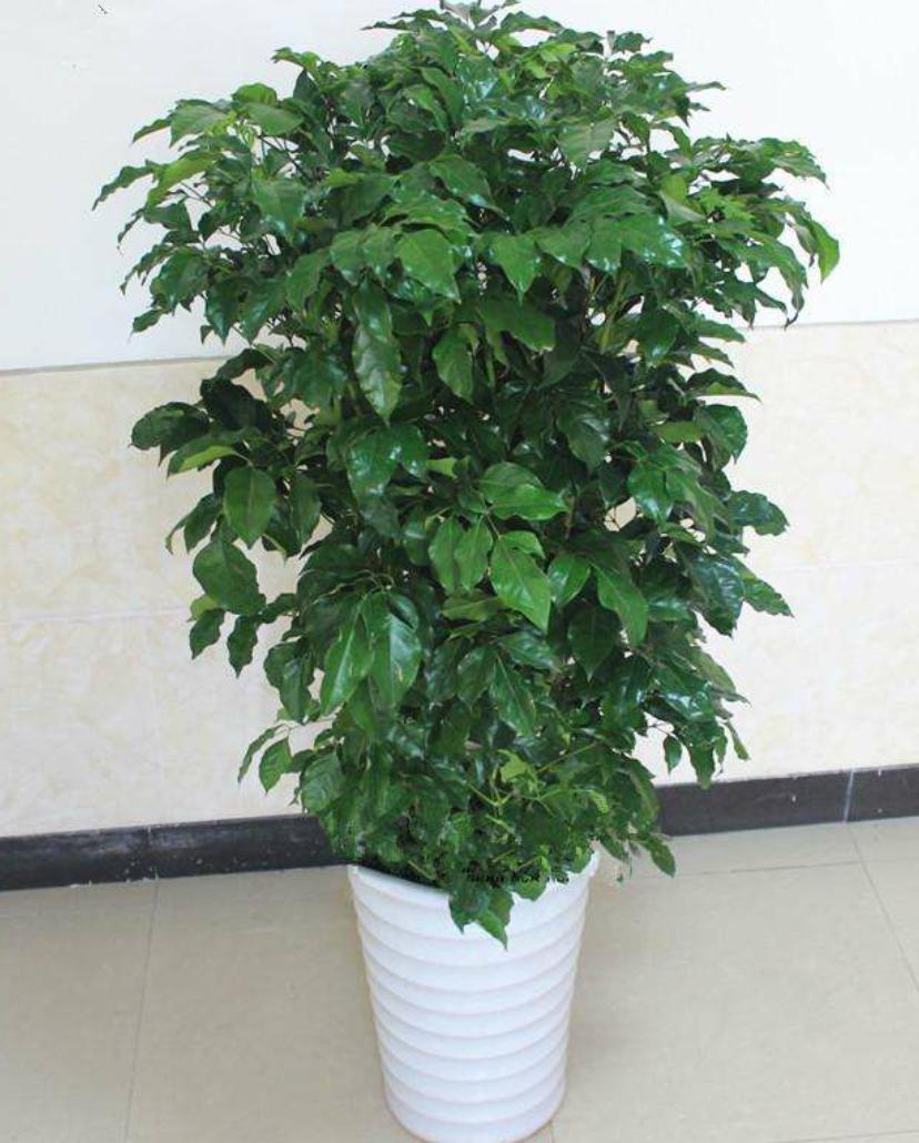 幸福树叶子少怎么才能枝繁叶茂,幸福树叶子越来越少怎么养