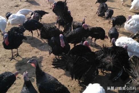 火鸡和普通的鸡,火鸡养10只一年利润多少