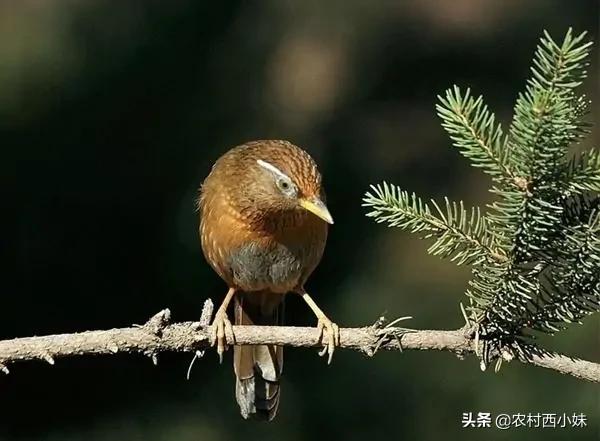 画眉鸟有血虫如何治疗,画眉鸟有血螨怎么处理