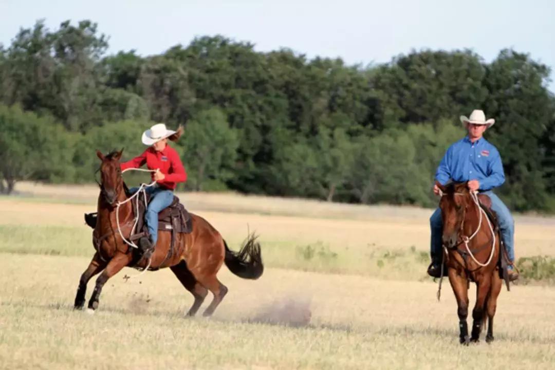 野骑马术教学,野骑马匹怎么选