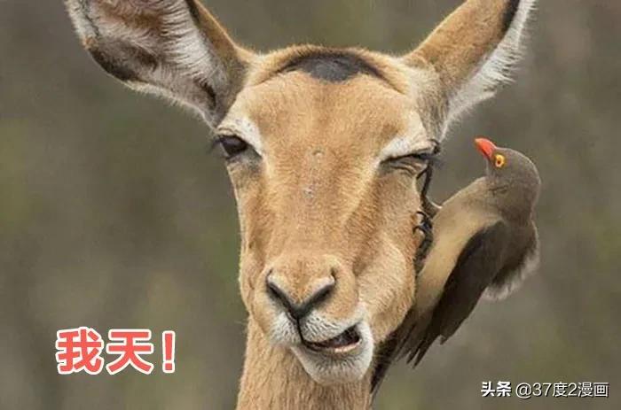 三国没你想象的落后！解方程、球体公式、飞行器了解下吧