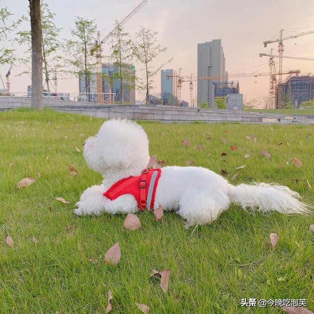 狗狗越来越瘦吃什么吐什么还没力,狗狗最近变得懒了怎么回事