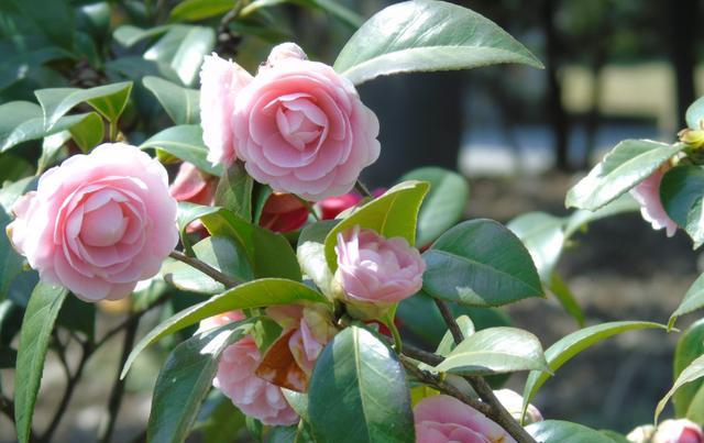 养花肥害是什么表现,养花肥害