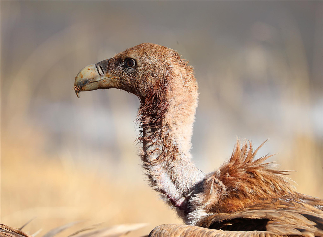 青海泽库公路现高山秃鹫,形象凶狠声誉差,却对伴侣忠贞不二