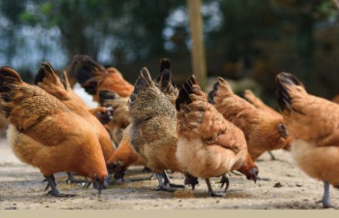 凌云电商节是什么时候,凌云超市年货节