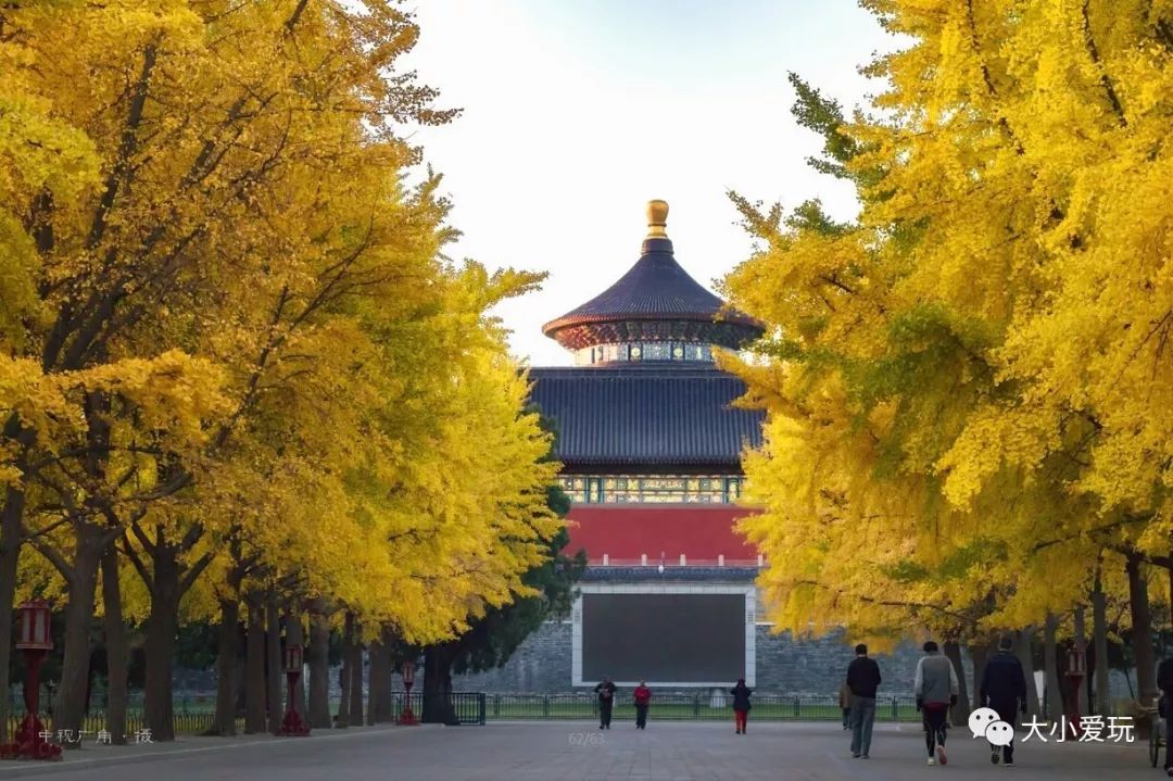 银杏北京打卡地,北京十大银杏观赏地图