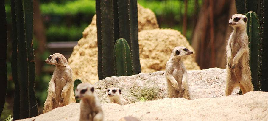 广州动物园对比下长隆野生动物园,广州长隆野生动物园必看项目介绍