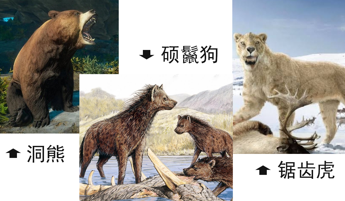 狮子能吃掉老虎和豹子吗,古人认为狮子能吃老虎吗