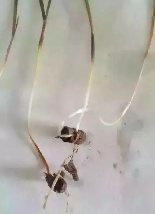 麦田里节节麦怎样根除,节节麦野燕麦雀麦图片