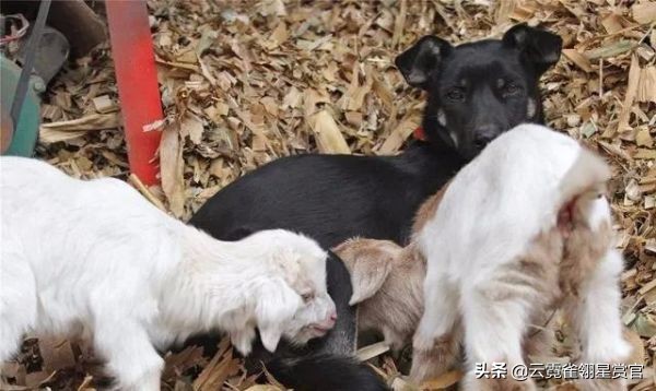 一窝小羊因主人贪吃失去母爱,被两只狗狗养大了,发生转基因了?