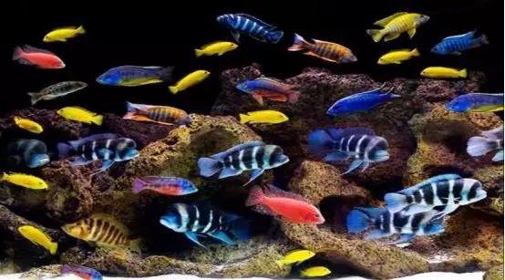 大马水族专营三湖慈鲷,三湖慈鲷鱼的饲养方法