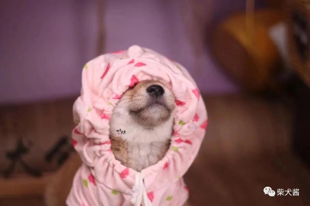 柴犬绿色的是真的么,尖脸柴犬