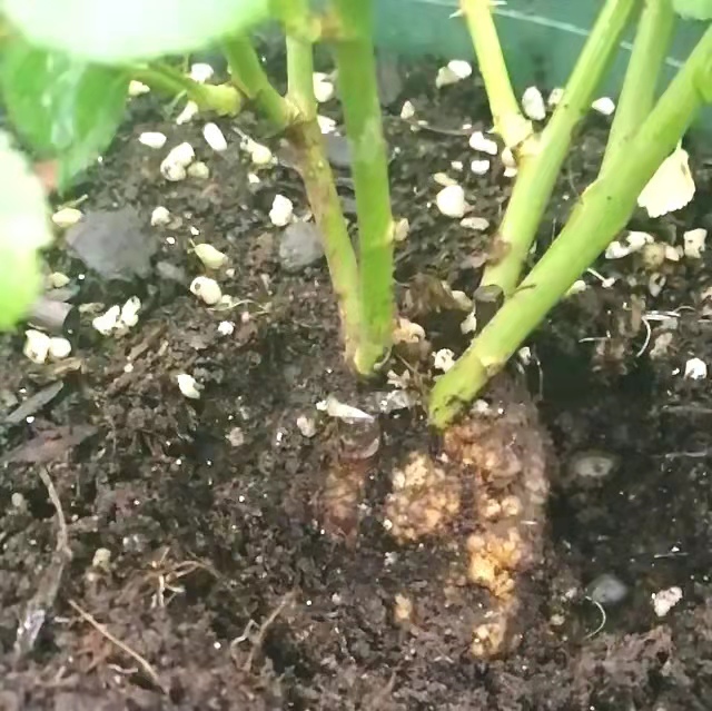 月季危害症状,月季受茎蜂侵害怎么处理