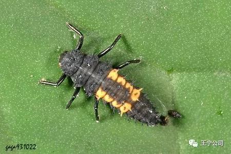 玉米上的虫害打什么药,玉米虫害防治口诀谚语