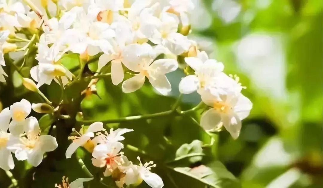 五一节国外旅游推荐地方,五一假期适合去哪里旅游国外