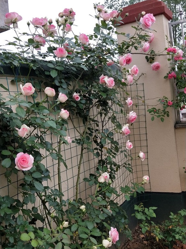 最适合做花墙的四季开花藤本月季,适合做花墙的藤本月季推荐