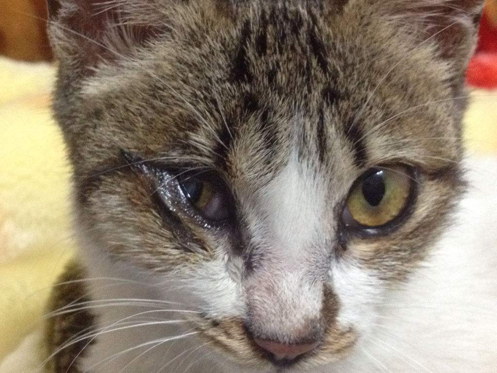 猫咪是近视眼还是远视眼,辟谣猫咪的六个谣言