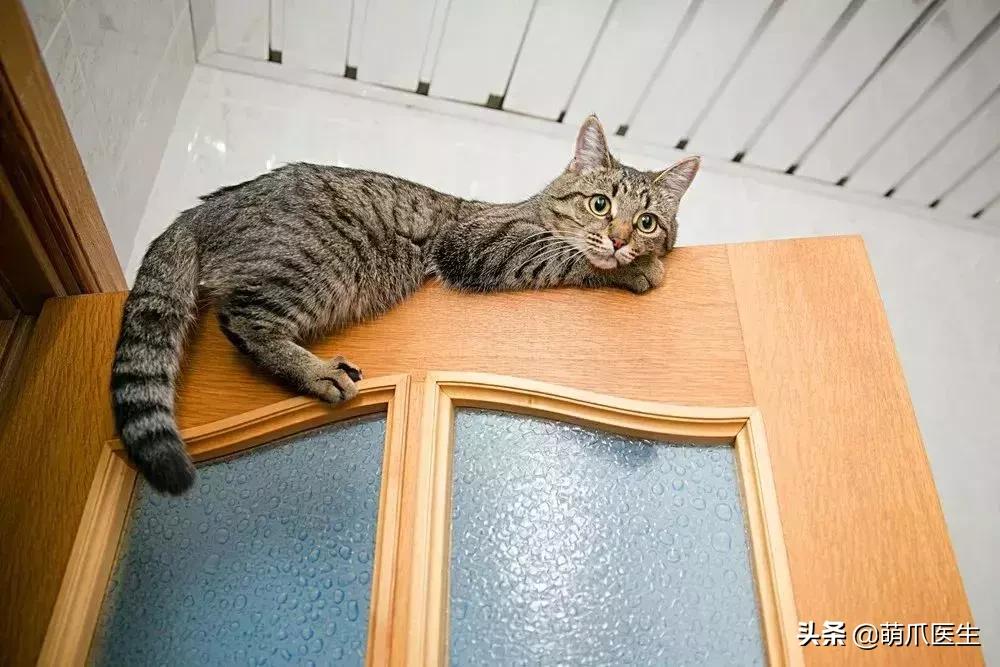 猫咪晚上跑酷一整晚,猫咪在家跑酷是开心吗