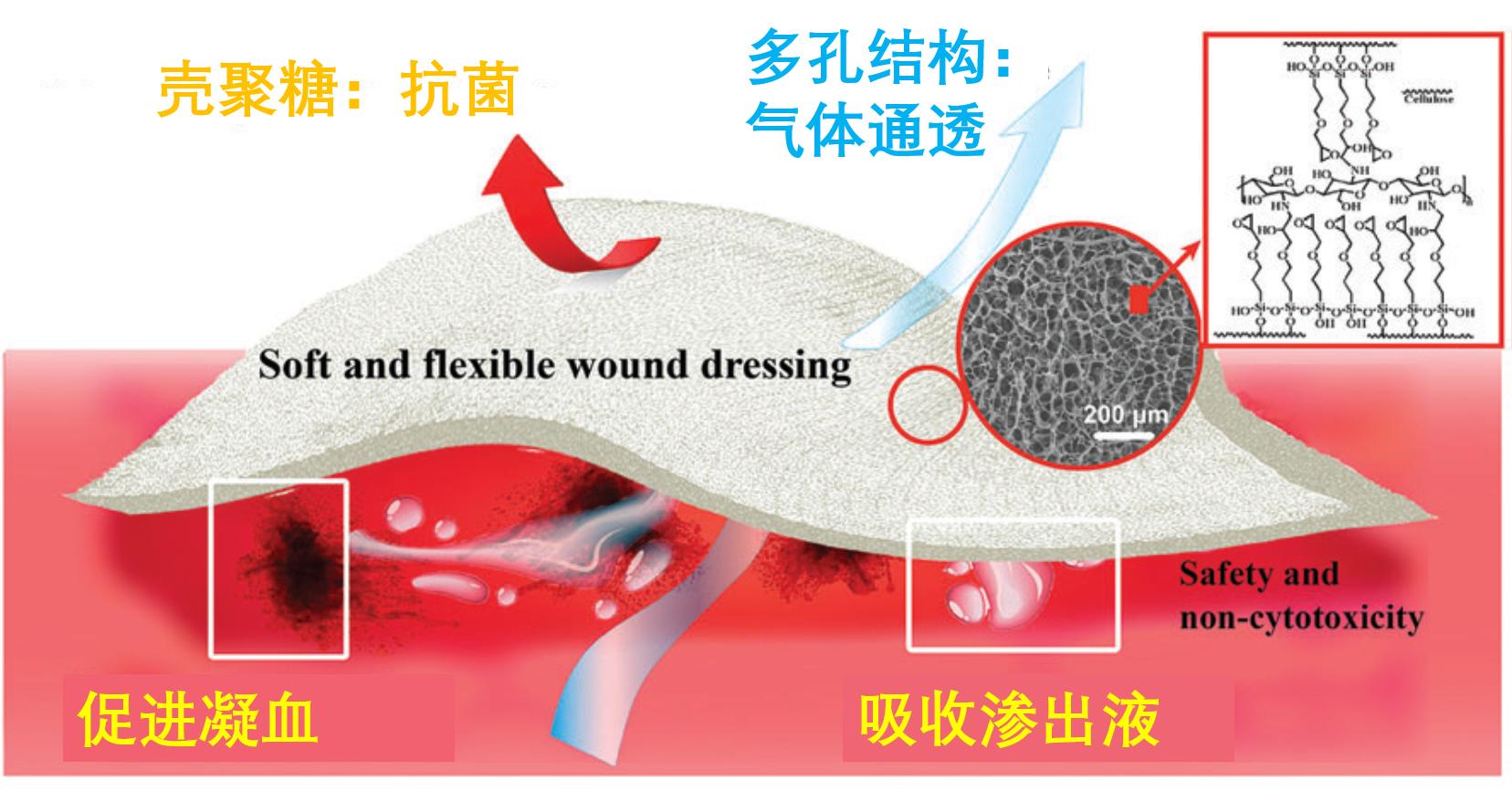 美食→生物材料|小龙虾和螃蟹→伤口敷料