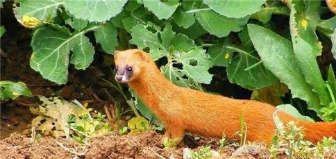 李时珍讲不吃黄鼠狼的原因,古人对黄鼠狼的记载