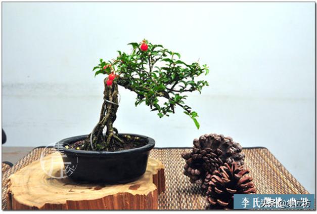 盆景李氏樱桃开花不结果,麻雀虽小五脏俱全小品