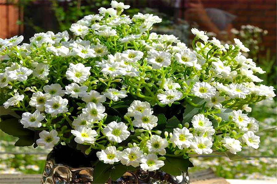 米兰花怎么快速养高大,新手养米兰花的正确方法