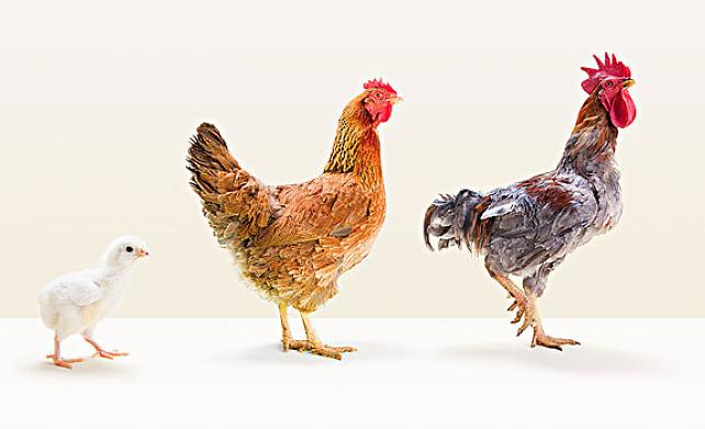 鸡拉稀白色粪便是什么原因,鸡一直拉稀偏方