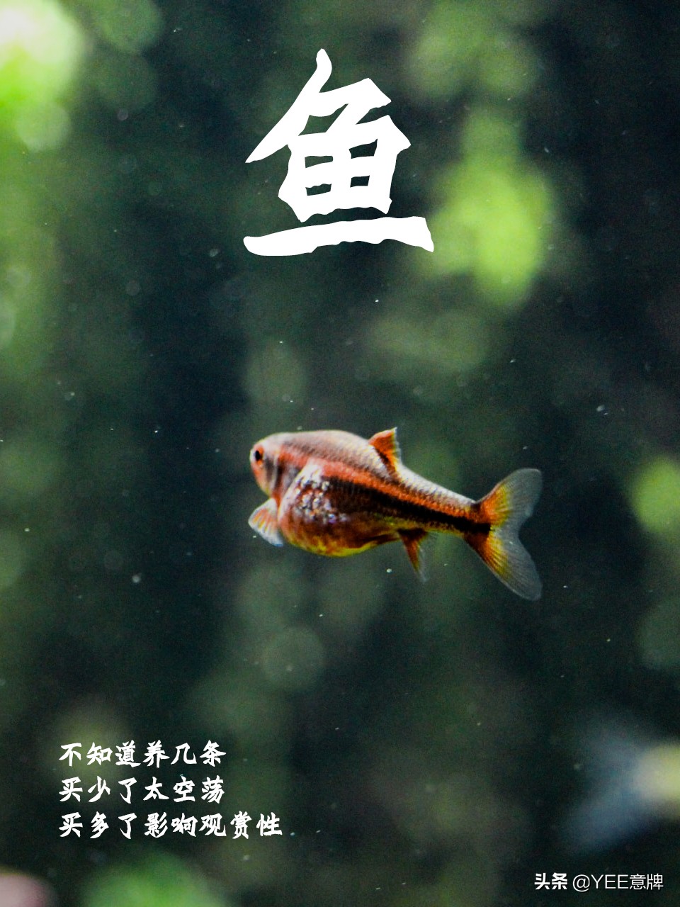 鱼缸养多少条鱼才招财,鱼缸的鱼养多少条合适