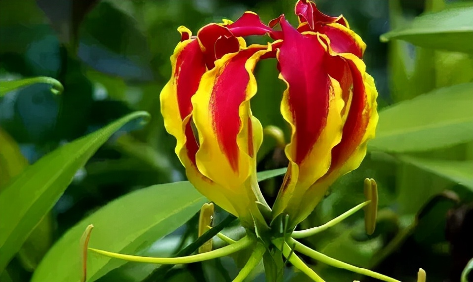 世界各国国花有哪些,各国的市花和国花有什么