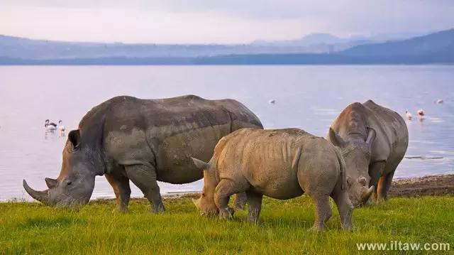 犀牛是否是牛科动物,动物大百科介绍之犀牛