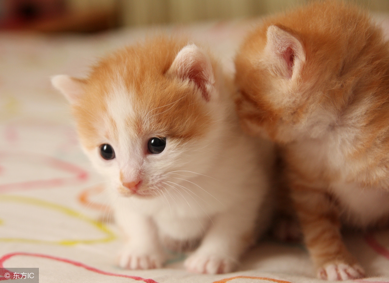 养宠物的人如何装修房,适合养宠物的房屋装修