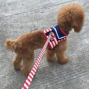 泰迪狗出门到处拉屎撒尿怎么办,泰迪有时不在自己的厕所小便