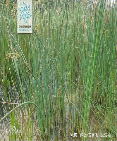 水草常见问题,常见鱼缸水草