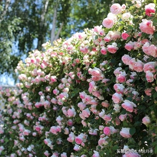 如何制作月季的肥料,月季自制液体肥怎么用最好