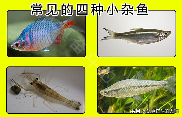 小杂鱼多了怎么避开小杂鱼,小杂鱼怎么治