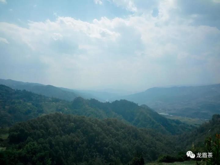 金骏眉被称为一款好茶,金骏眉茶价格