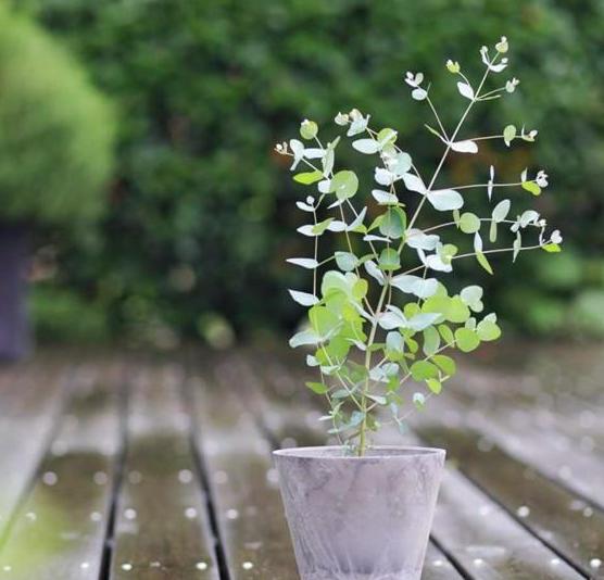 原叶尤加利盆栽怎么养,最适合盆栽的尤加利品种