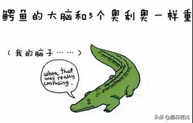 8个关于动物的冷知识,你不知道的二十条动物冷知识