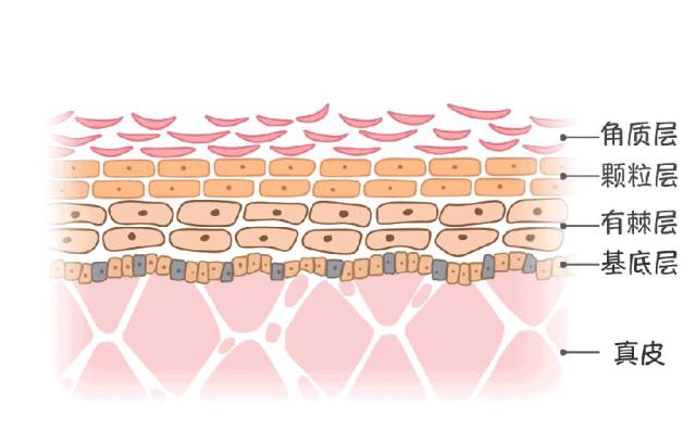 bbc珍珠面霜 (bbc沙棘面霜)