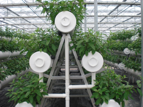 无土栽培蔬菜投资成本,无土栽培设备制作方法