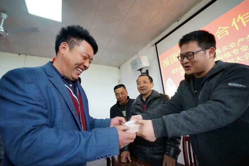 肥东县梁园镇水稻种植专业,肥东水稻种植