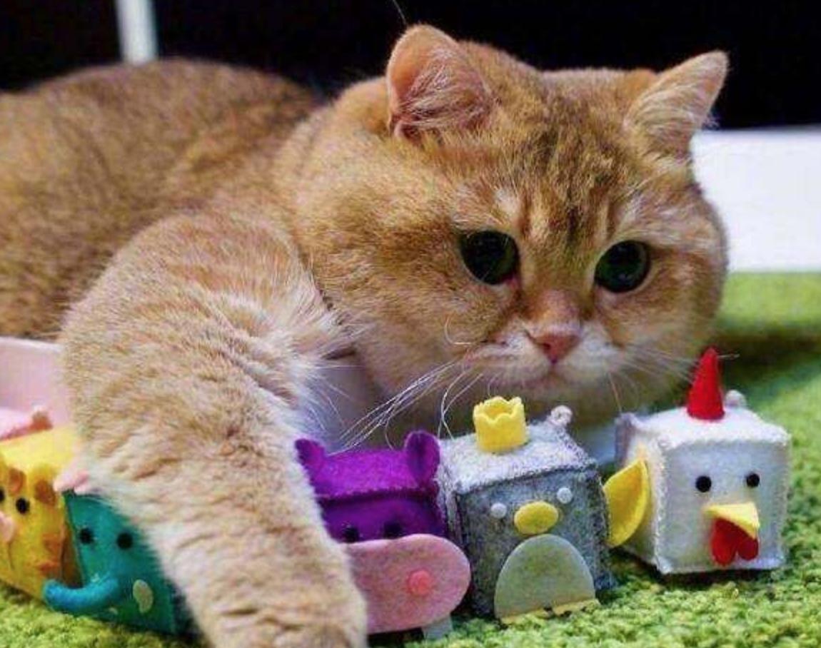 养宠小知识猫咪便秘怎么解决,猫咪会有抑郁情绪吗