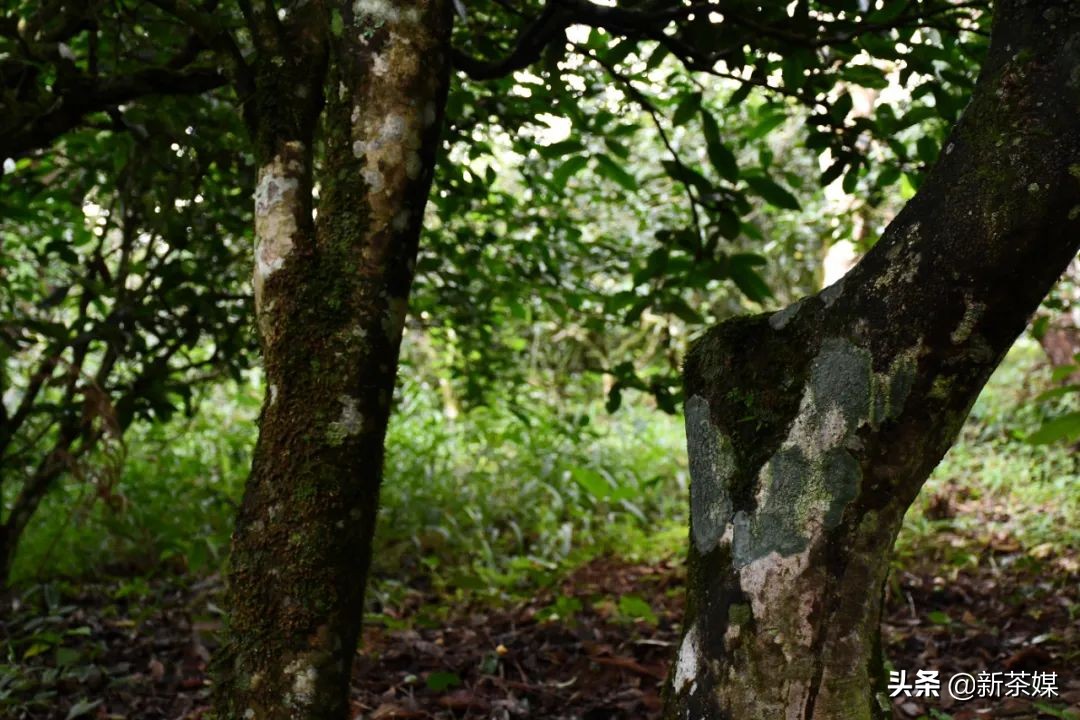 南糯山普洱茶与景迈茶,景迈和南糯山哪个好