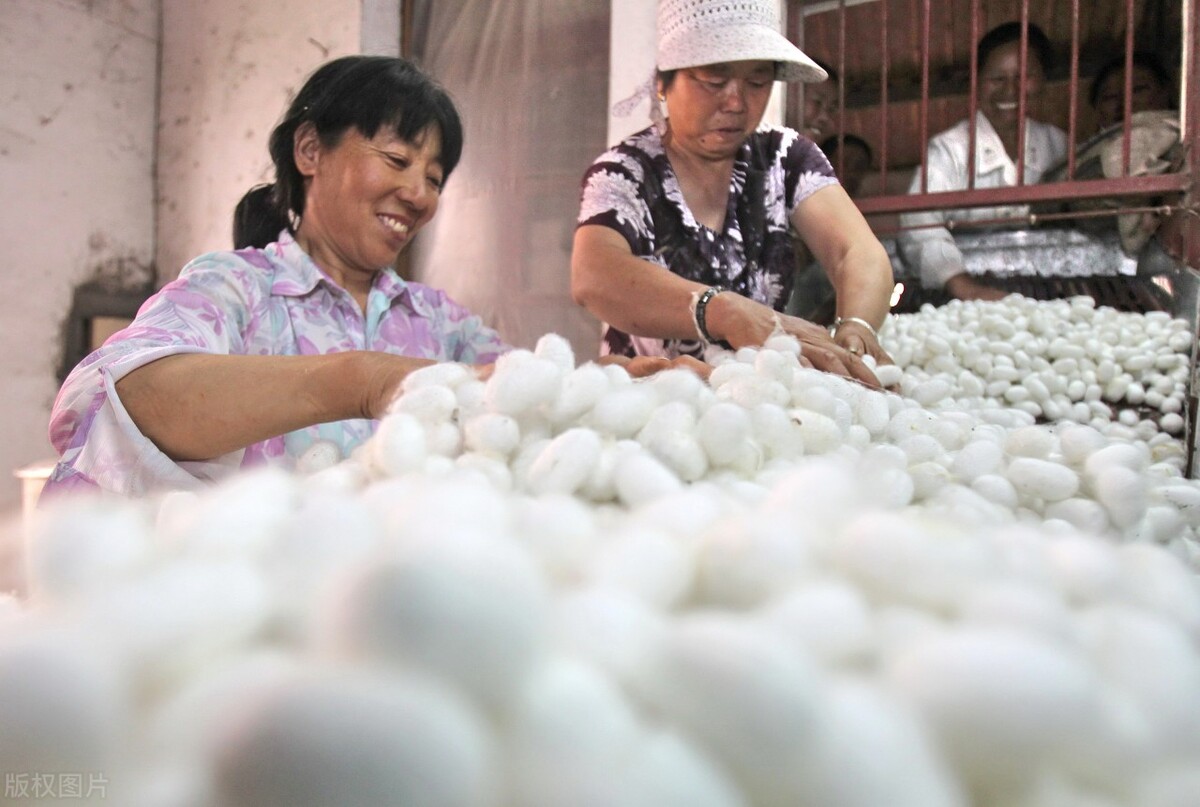 桑蚕丝衣服的优缺点有哪些,桑蚕丝和棉混纺的面料优缺点