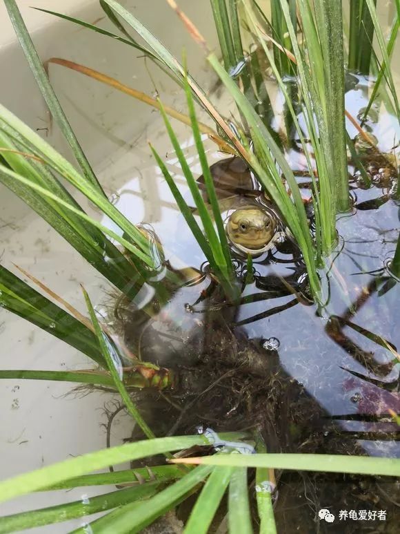 龟白眼病和龟眼睛腐皮的区别,怎么用盐水给得白眼病的龟龟治疗