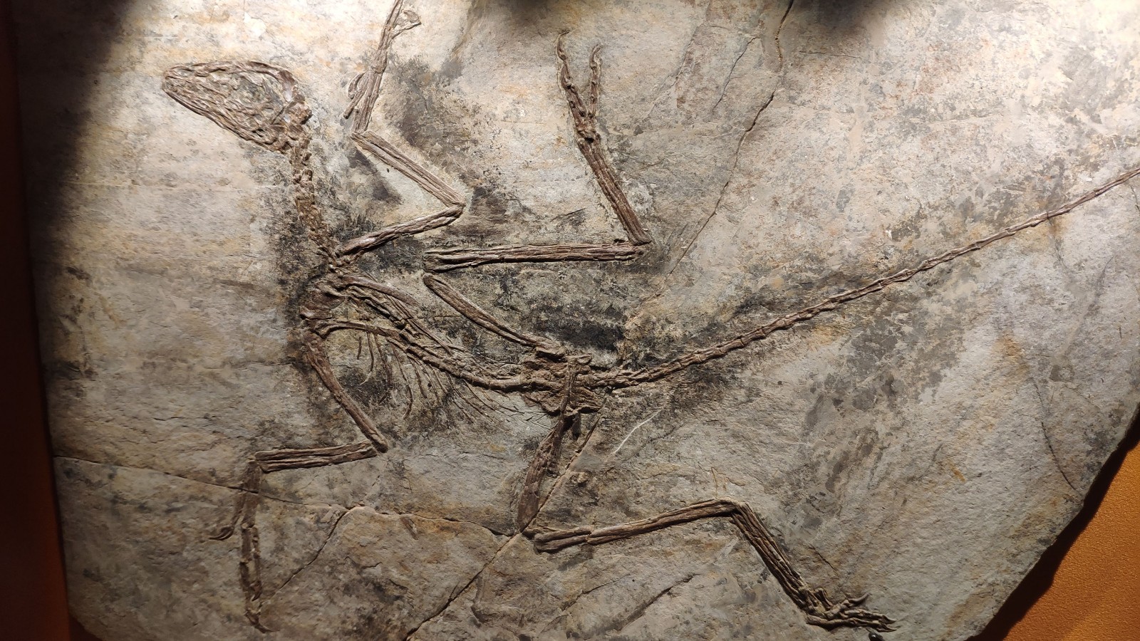 海洋博物馆带孩子游玩攻略,国家海洋博物馆最全攻略来了