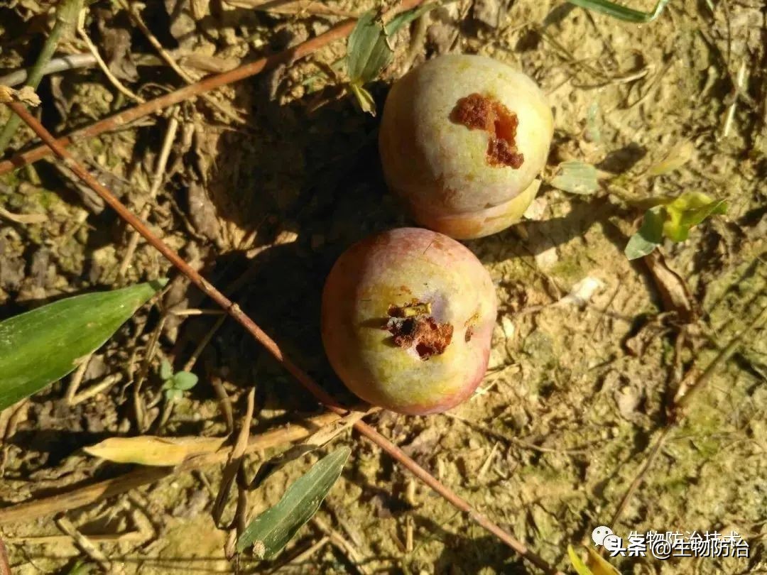 蛀干害虫是钻蛀害虫吗,果树枝干钻蛀害虫图片
