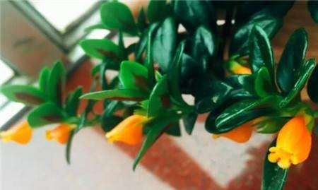 养吊兰的所有问题,吊兰为什么养一段就不茂盛了