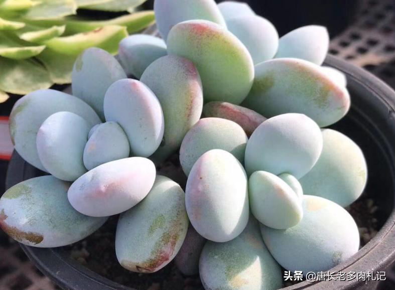 雪胖子多肉,多肉雪美人和橙雪球