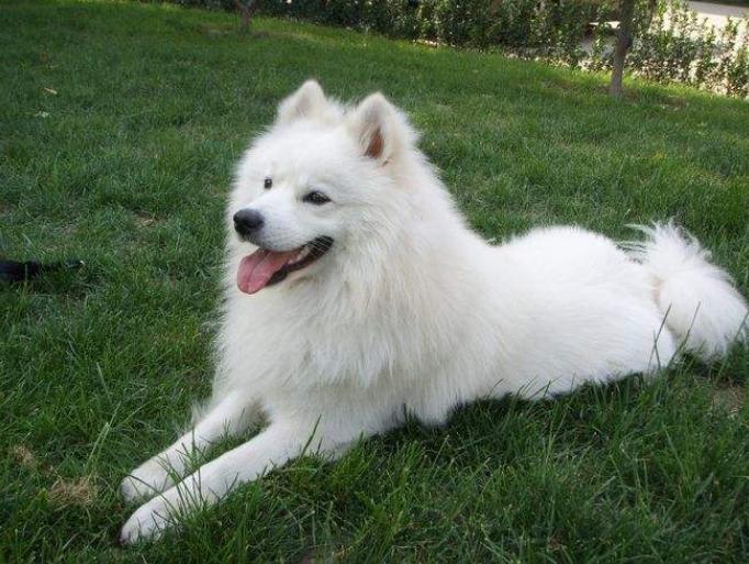 有一只太粘人的狗是什么体验,有一只特别粘人的狗